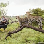 Two leopards on tree watching tourists in jeep, back view
